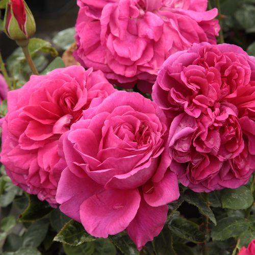 Shop - Rosa The Dark Lady - rot - englische rosen - diskret duftend - David Austin - Schwach düftende Sorte mit lockeren, grellen, dunkelroten Blütenblättern.